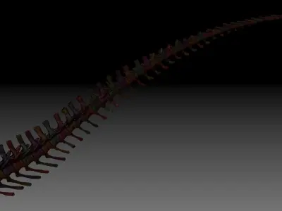 Dinosaur Giganotosaurus Tail Set Skeletons 3D model