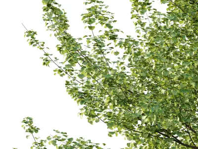 Maidenhair Ginkgo Biloba Tree 06 3D model