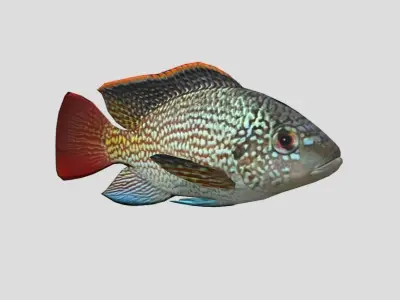 Oreochromis Realistic Animated Low-poly 3D model