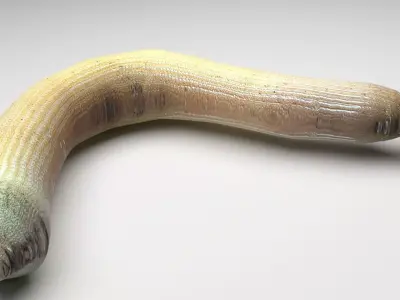 Peanut Worm 3D model