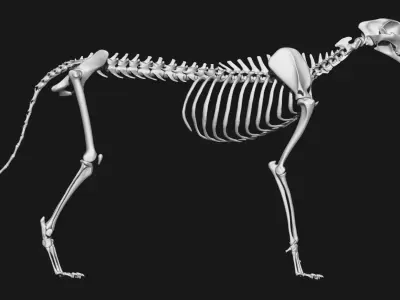 Cheetah Skeleton 3D model