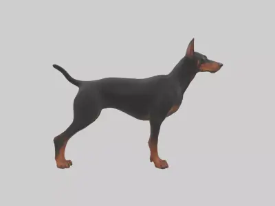 Doberman Pinscher alert model 3D model