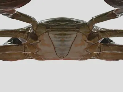 Sea Crab  Realistic Animated Low-poly 3D model