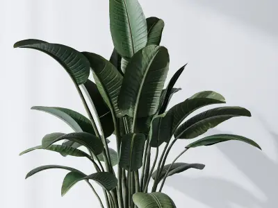 HQ Plants Bird Of ParadiseBird Vase Set01 3D model