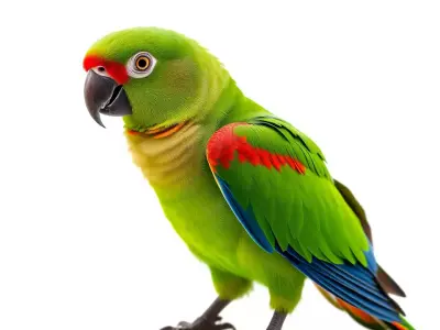 Vibrant Parrot Model Pack Low-poly 3D model