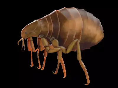 Flea Insect Low-poly 3D model