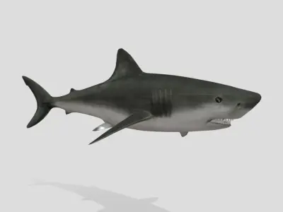 Bull Shark Realistic Animated Low-poly 3D model