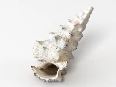 Seashell conch shell 3D model