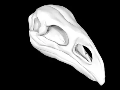 Moa skull Low-poly 3D model