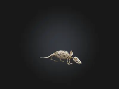 Realistic Armadillo Skeleton Model Low-poly 3D model