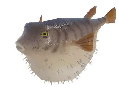Low Poly Puffer Fish 3D model Low-poly 3D model