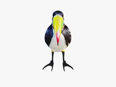 Toucan Free 3D model