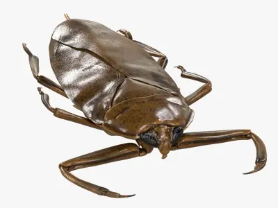 4K Giant Water Bug Low-poly 3D model