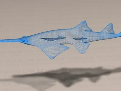 Smalltooth Sawfish - Pristis pectinata - Adult Male Fish -  3D model