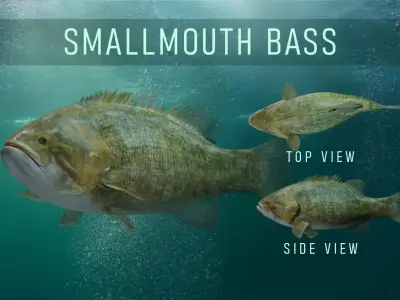Smallmouth Bass Low-poly 3D model
