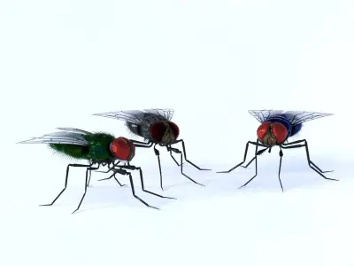 Flies for DAZ 3D model