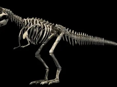 Tyrannosaurus Rex Anatomy 3D model
