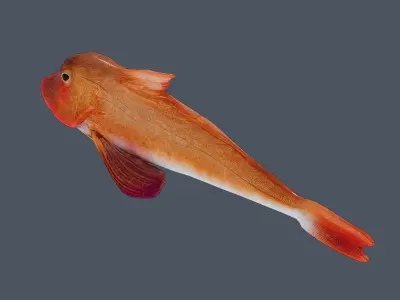 Red rockfish Low-poly 3D model