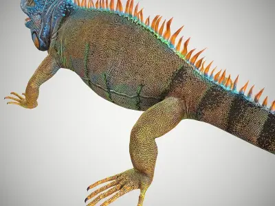 American Iguana Low-poly 3D model