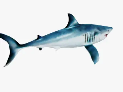 Shark Free 3D model