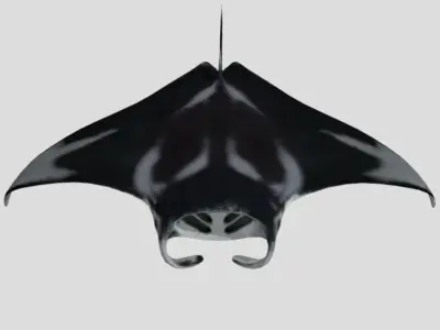 Manta Low-poly 3D model