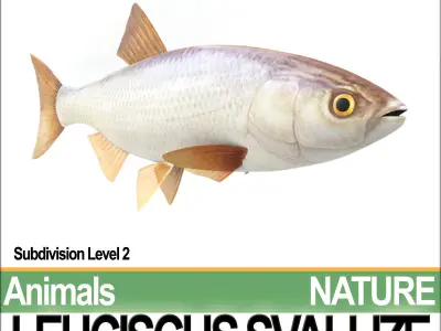 Leuciscus Svallize 3D model