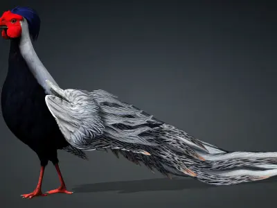 White Pheasant-A1 3D model