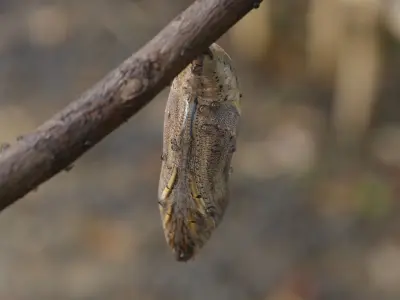 Butterfly cocoon Low-poly 3D model