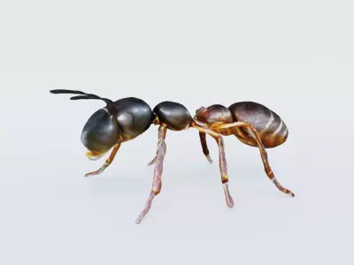 Ant Animal Free 3D model
