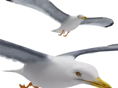 Gull flying 3D model