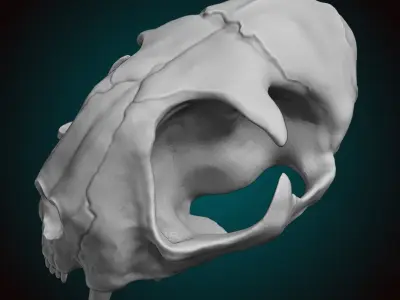 Cat Skull 3D model