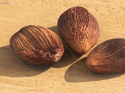 Spices Collection 3D model