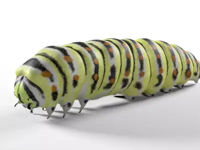 Caterpillar Insect Low-poly 3D model