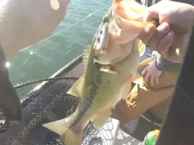 LIPLESS CRANKBAIT 2 INCH Free 3D print model