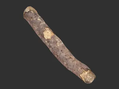 A section of tree 3d scan in highpoly 3D model