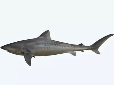 Tiger Shark 3D model