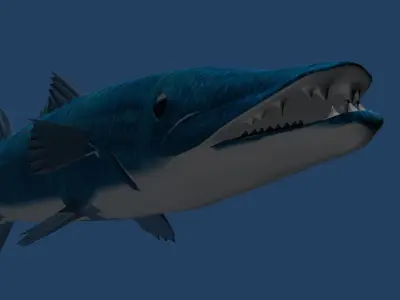 Barracuda fish with long fins 3D model