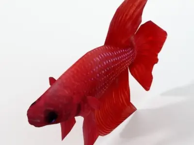 Fish Betta Low-poly 3D model