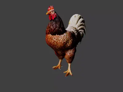 Chicken  Low-poly 3D model