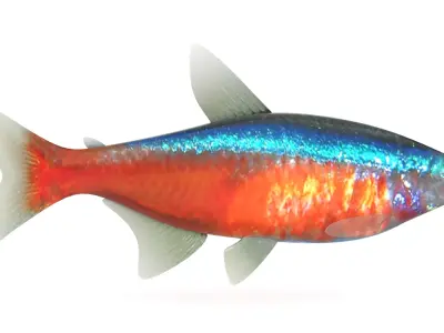 Neon Tetra Fish 3D model