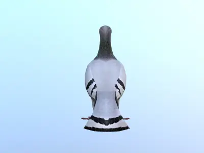 Pigeons Dove Low-poly 3D model