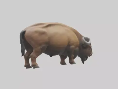 Bison grazing model 3D model