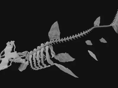 Hammerhead Shark Skeleton 3D model