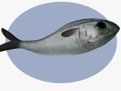 plate of rawfish Low-poly 3D model