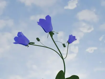 CanterburyBell flower 3D print model
