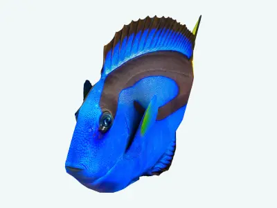 Fish Paracanthurus hepatus Low-poly 3D model