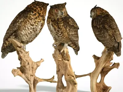 Bubo Capensis Owl Low-poly 3D model