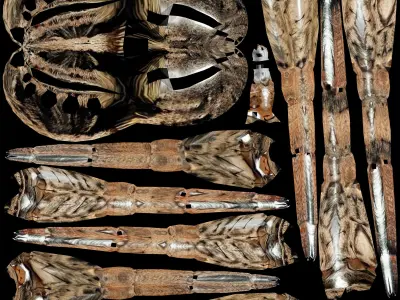 Spider Low-poly 3D model