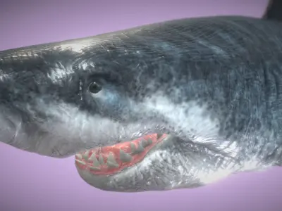 Ultra Megalodon  Low-poly 3D model