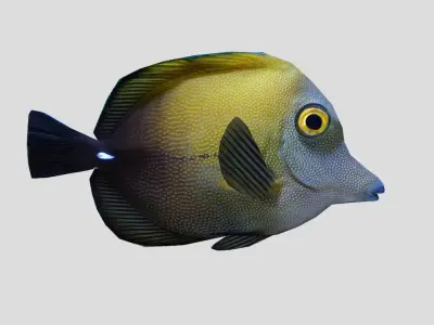 Brown tang Realistic Animated Low-poly 3D model